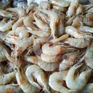 udang